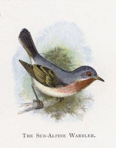 The Sub-Alpine Warbler by Alexander Francis Lydon